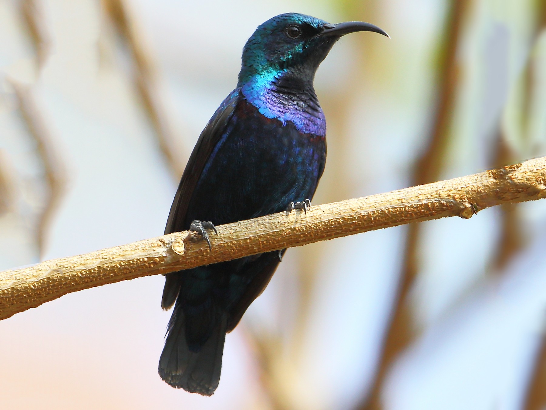 Purple Sunbird - Albin Jacob