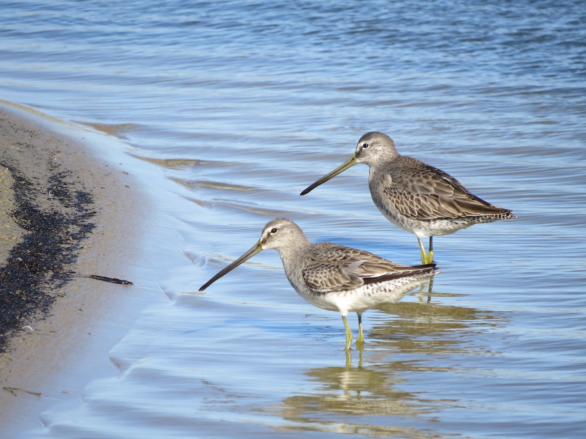 Long-billed Dowitcher - Libby Lindsay