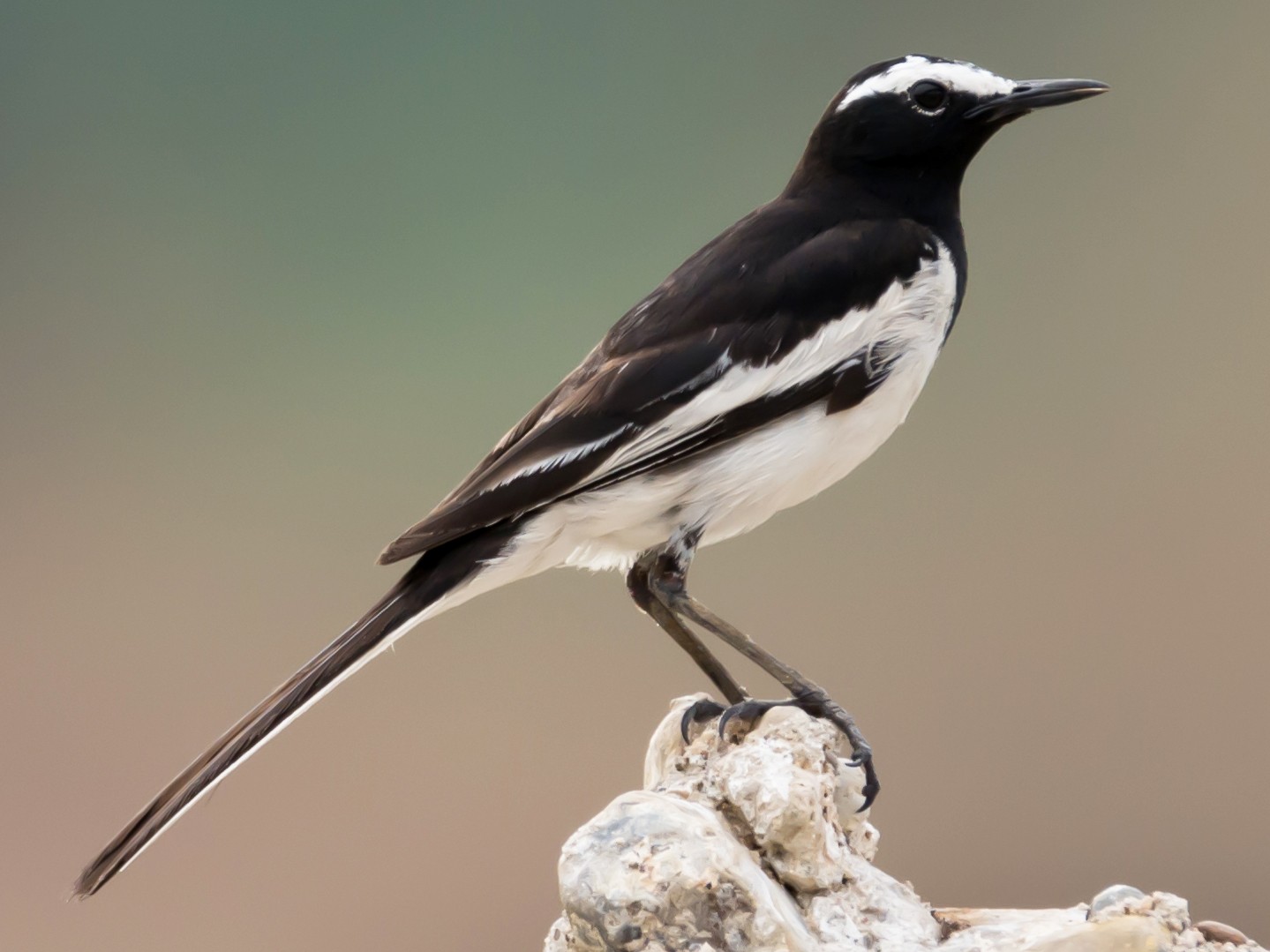 White browed Wagtail Large Pied Wagtail eBird