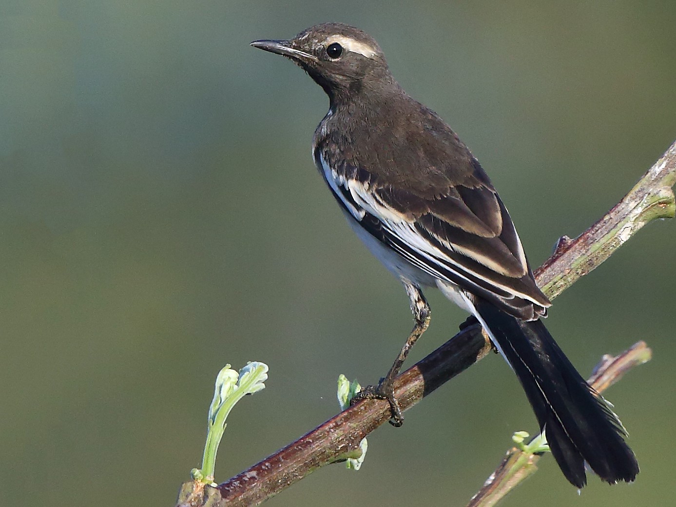 Lavandera India - eBird