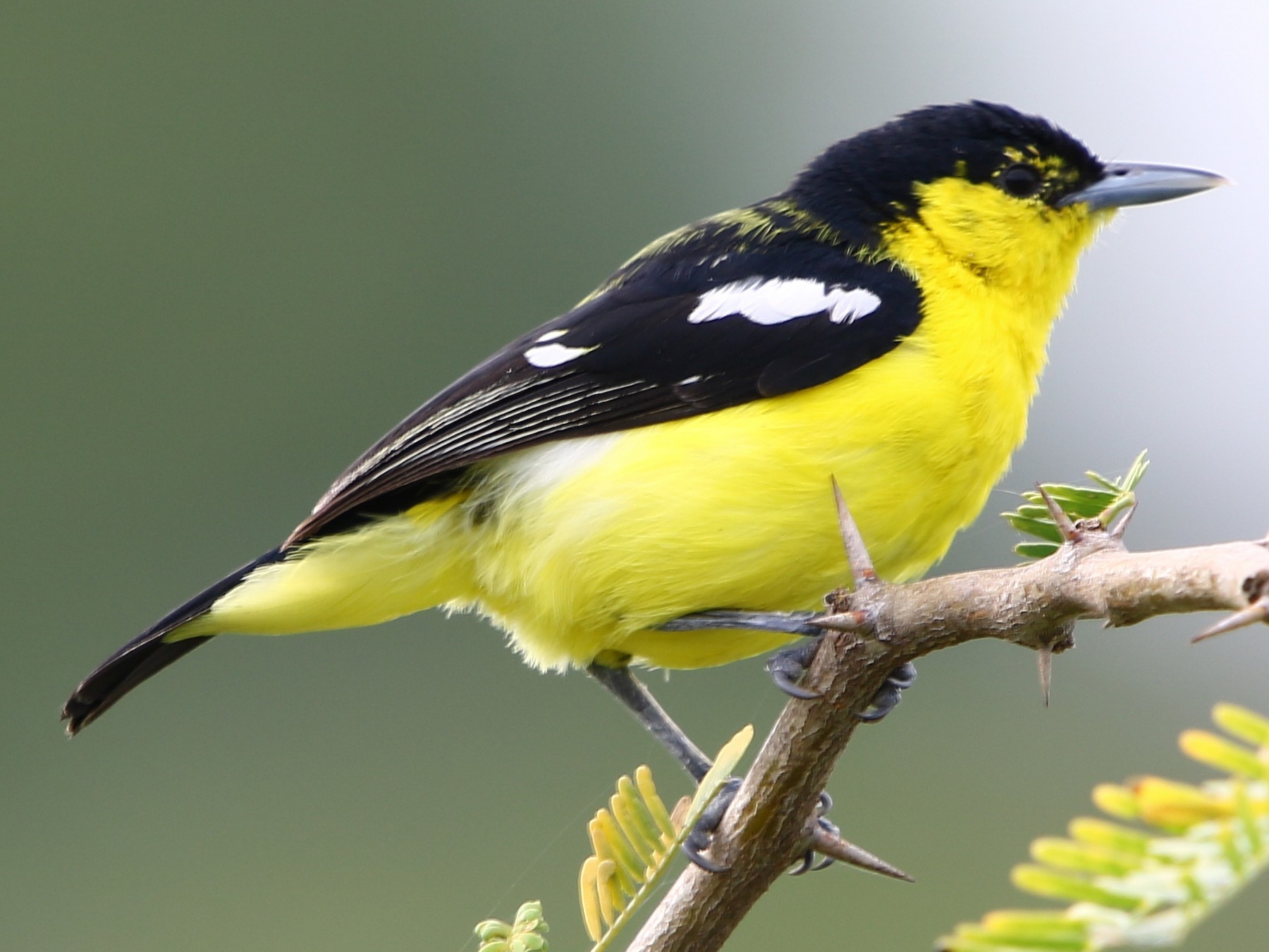 Common Iora - Bhaarat Vyas