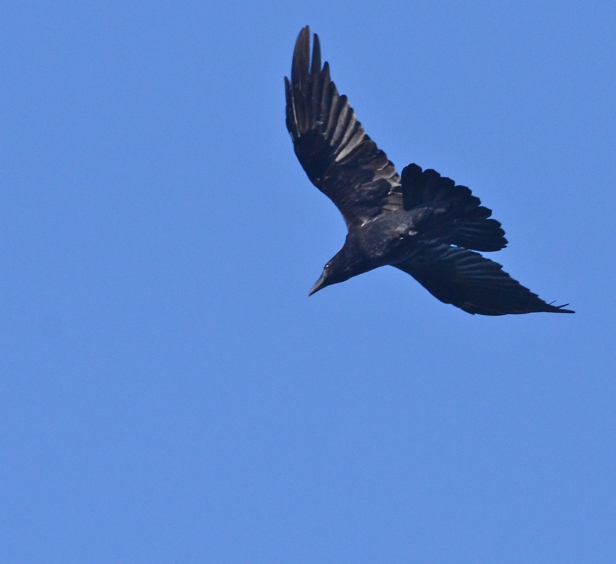 Common Raven - Timothy Spahr