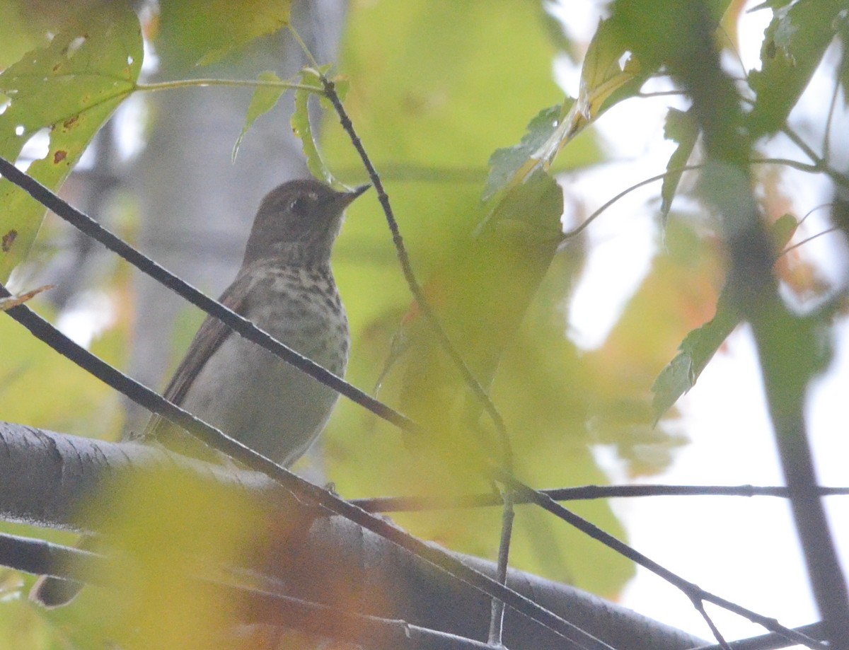 Gray-cheeked/Bicknell's Thrush - Timothy Spahr