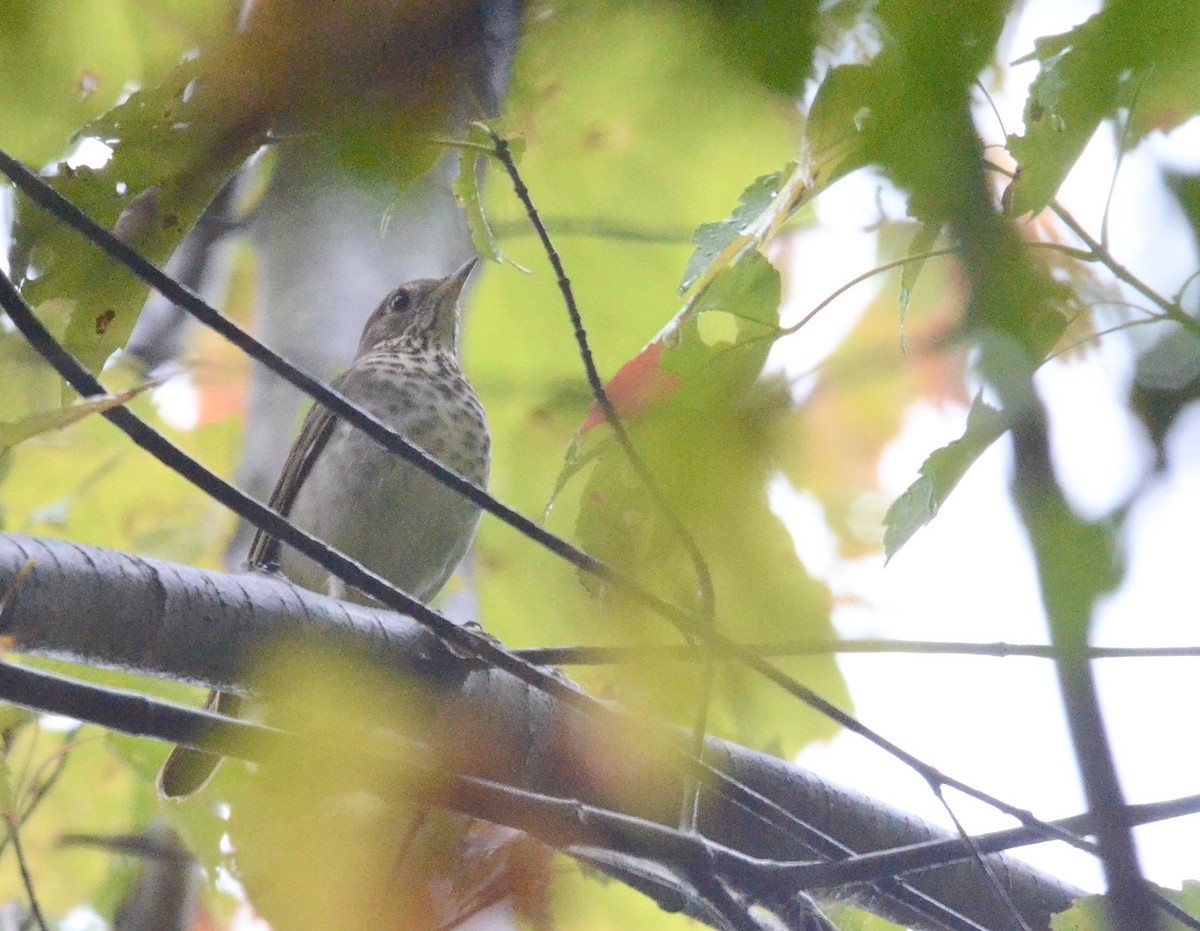 Gray-cheeked/Bicknell's Thrush - Timothy Spahr
