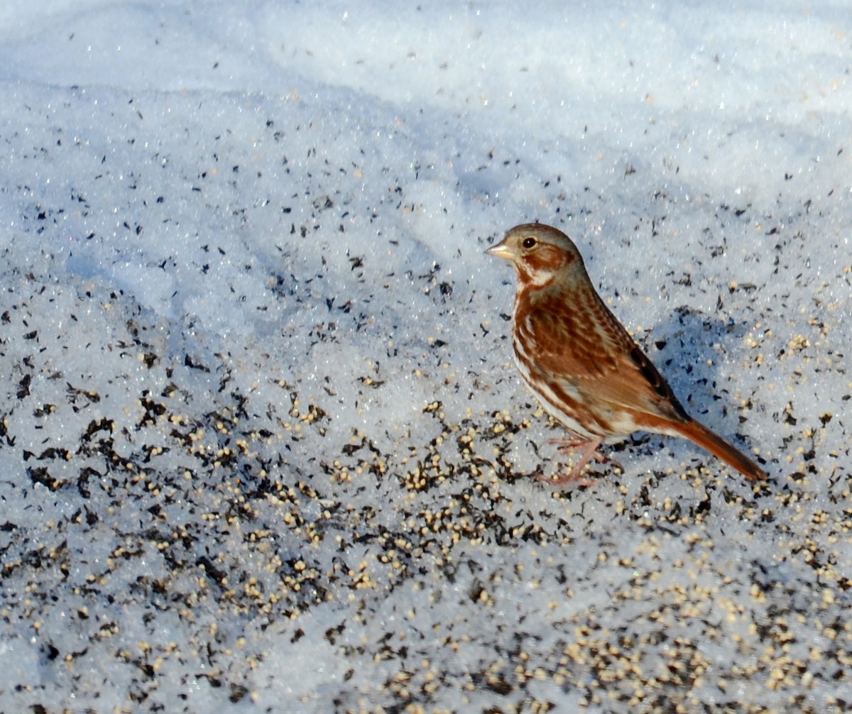 Fox Sparrow (Red) - Timothy Spahr