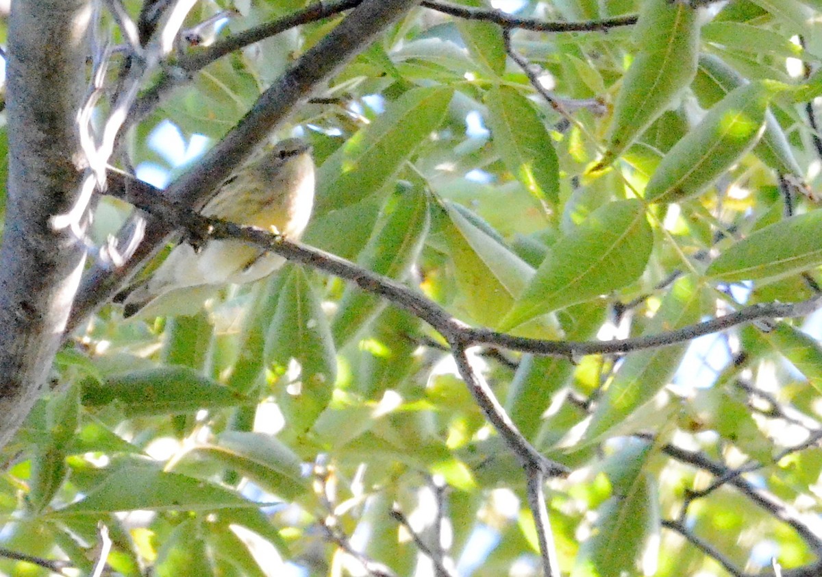 Cape May Warbler - ML126388751