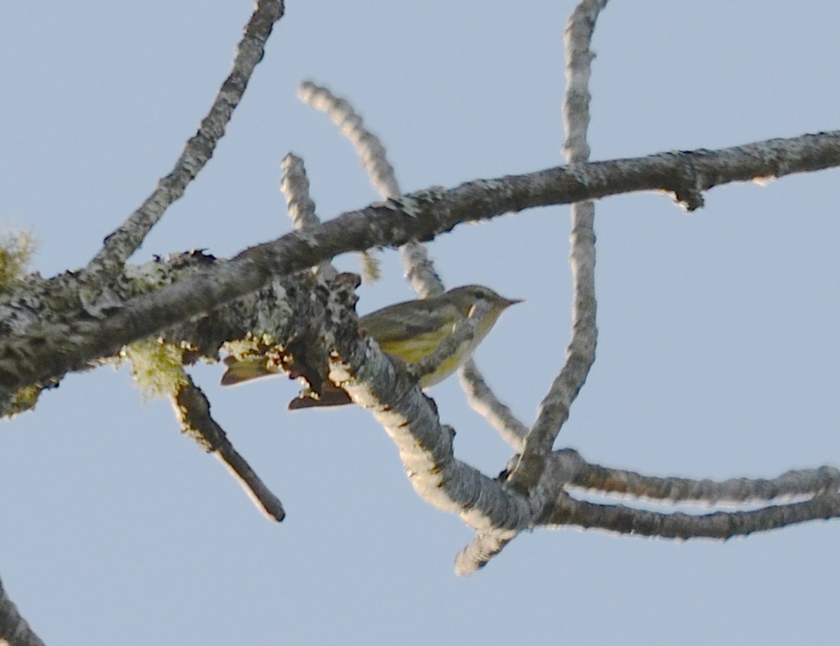 Cape May Warbler - ML126388811