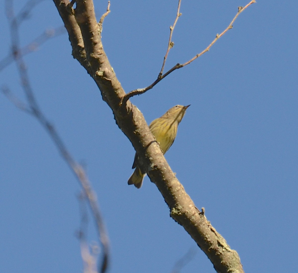 Cape May Warbler - ML126388831