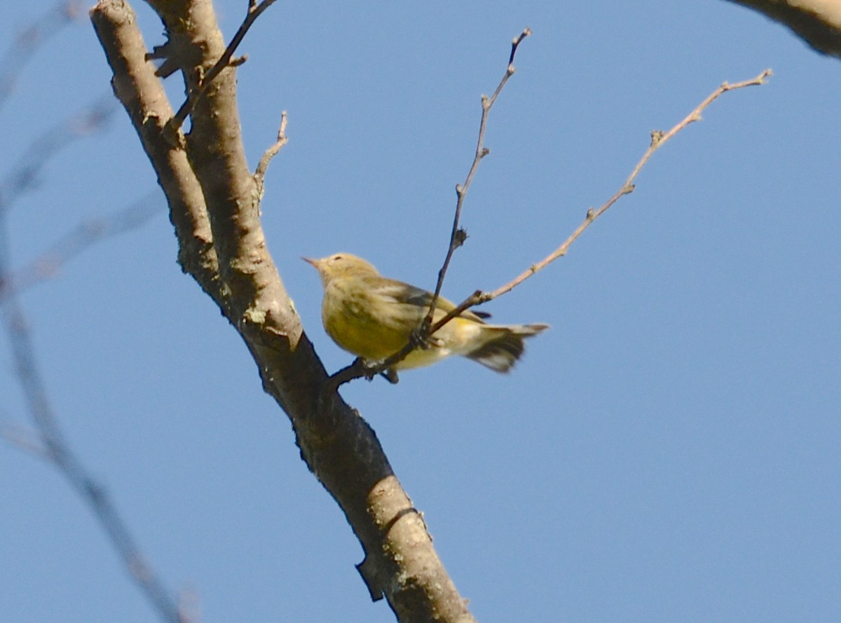 Cape May Warbler - ML126388841