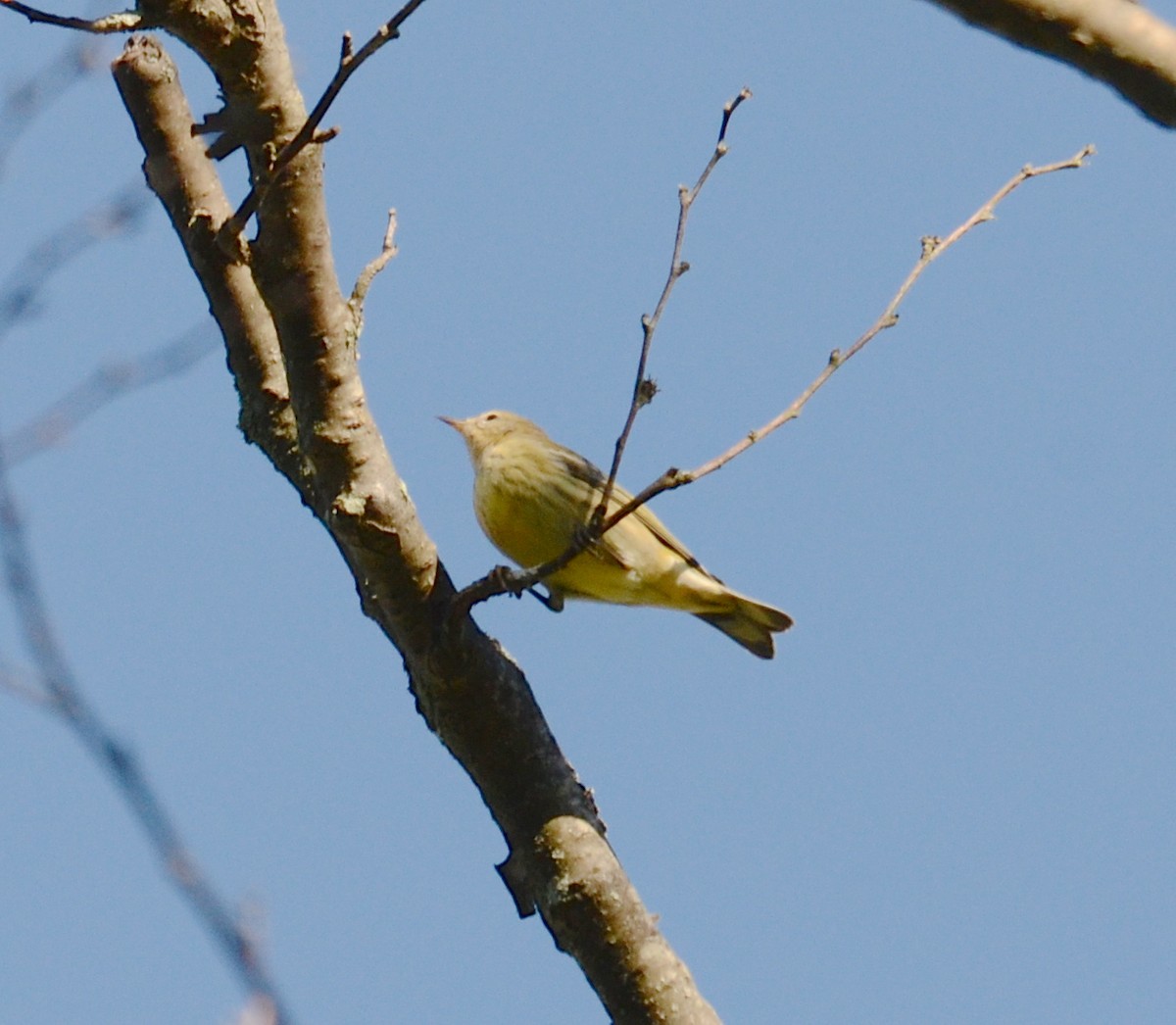Cape May Warbler - ML126388851