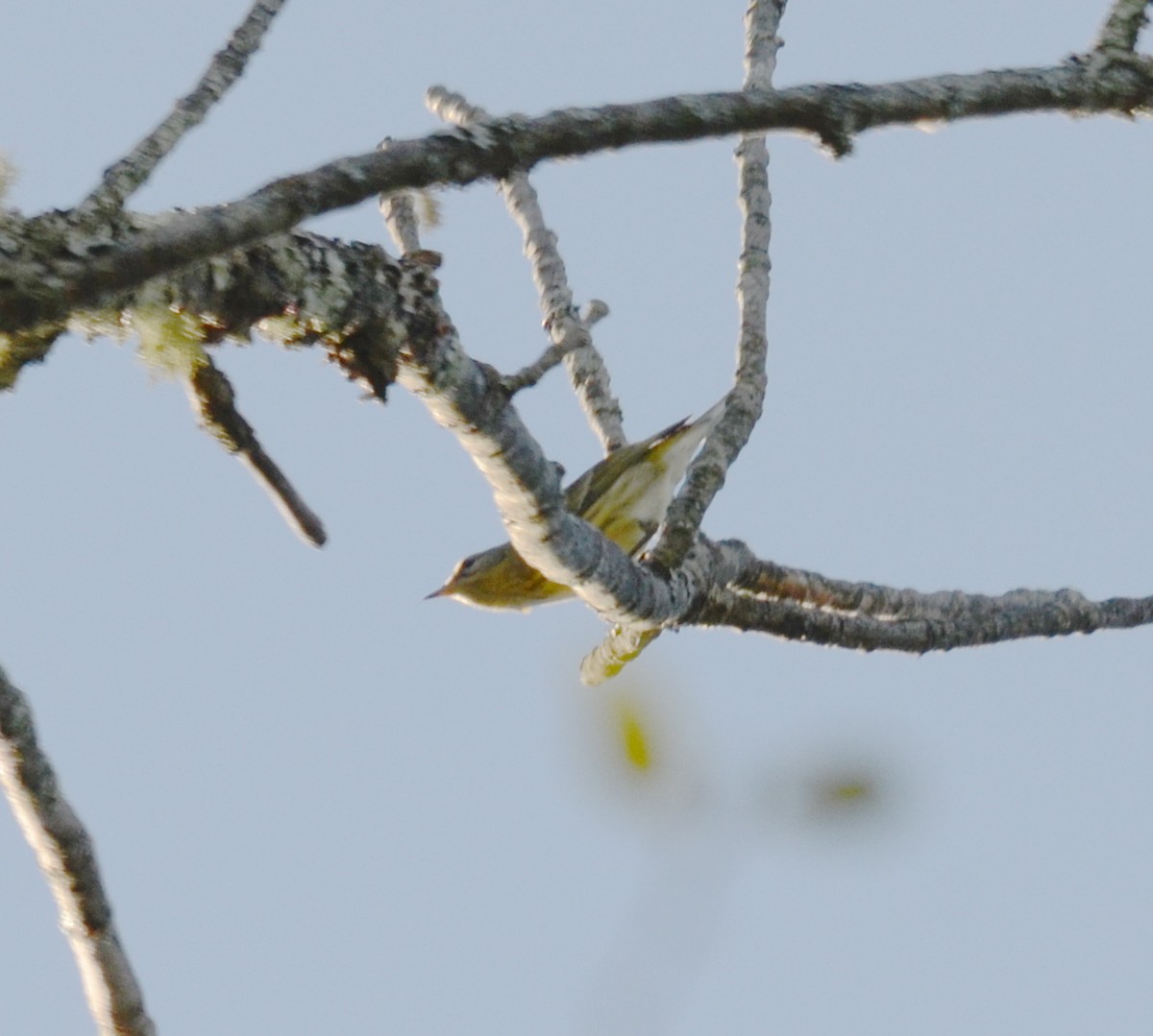 Cape May Warbler - ML126388871