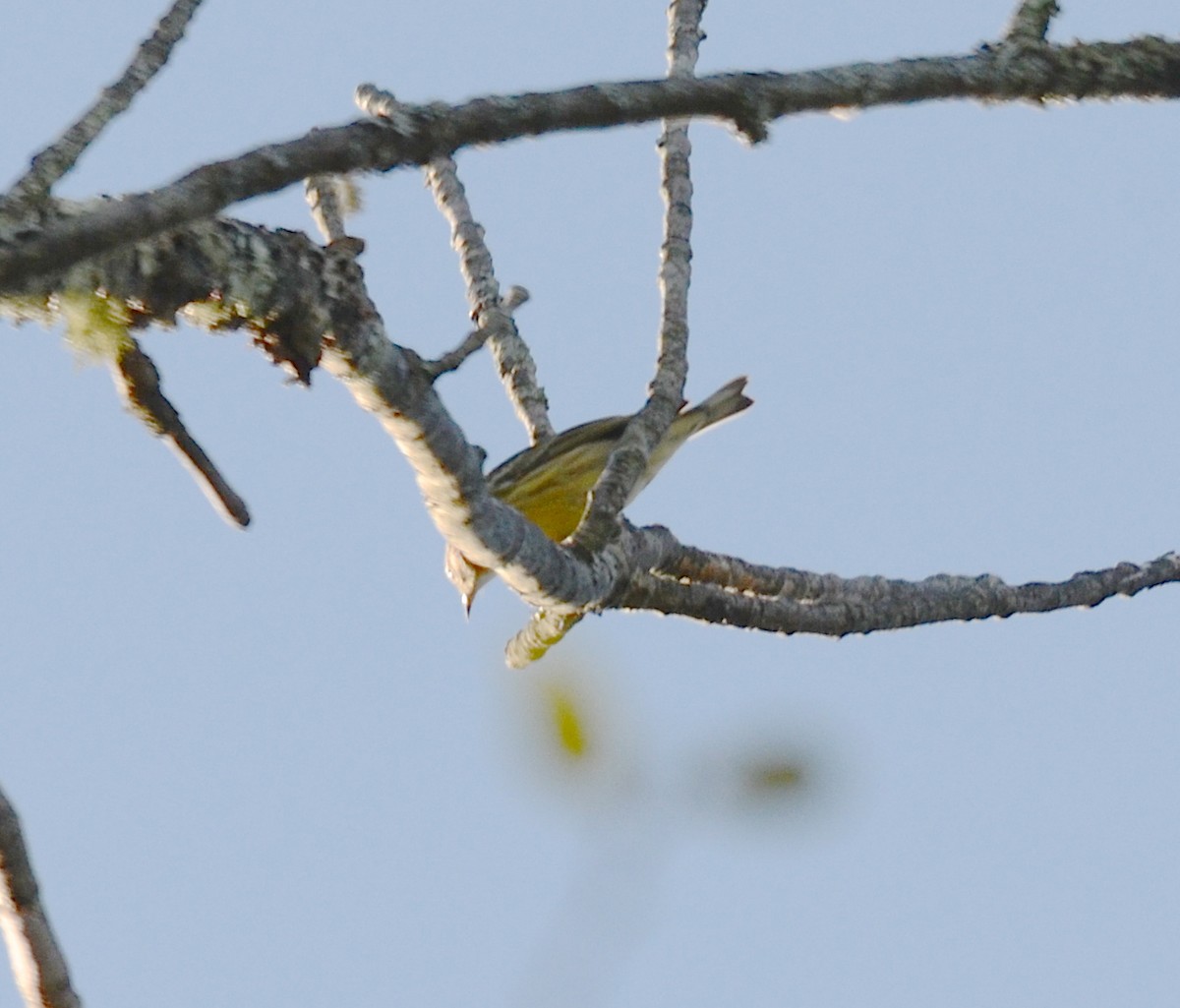 Cape May Warbler - ML126388881