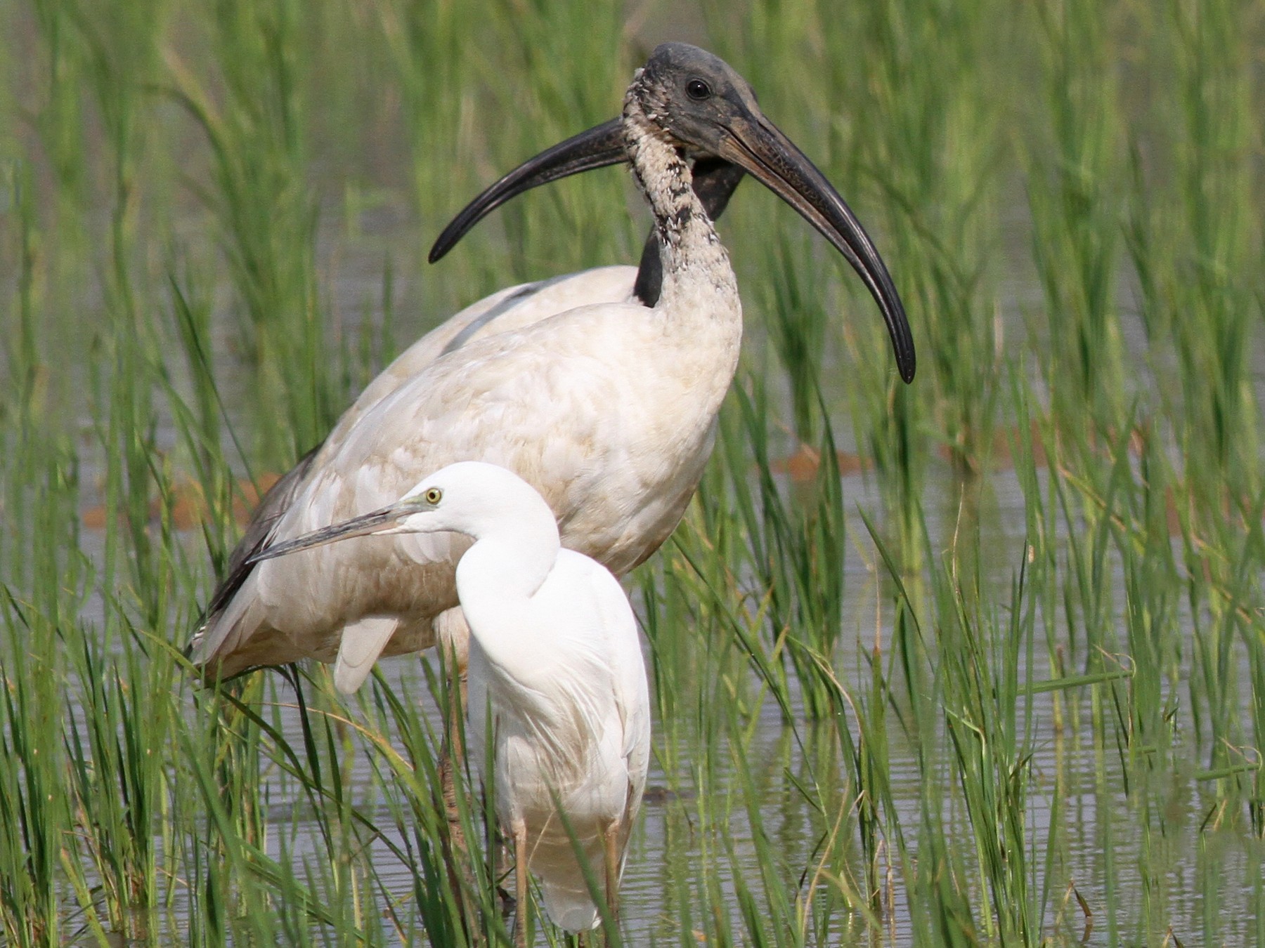 Black-headed Ibis - Manoj Karingamadathil