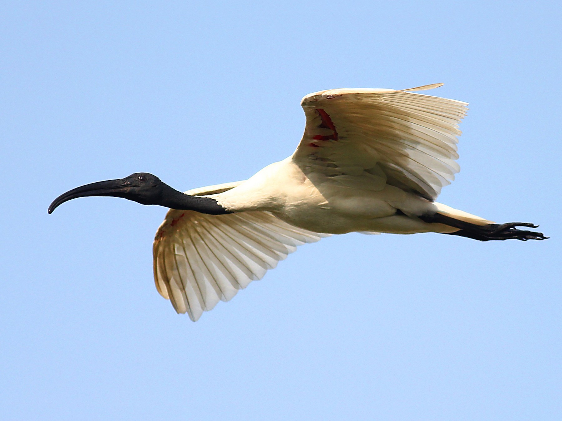 Black-headed Ibis - Aravind AM