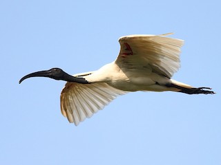 นกเต็มวัย - Aravind AM - ML126388941