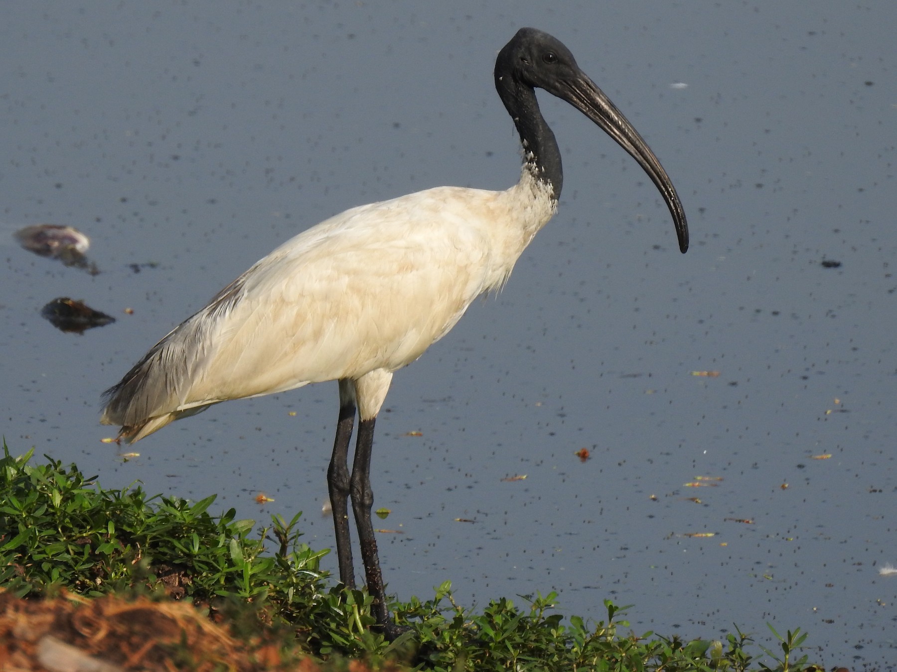 Black-headed Ibis - G Parameswaran