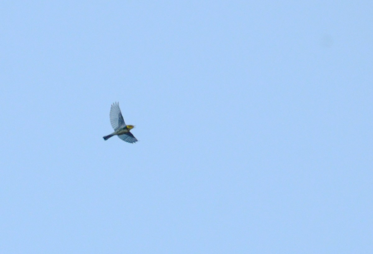 Black-throated Green Warbler - ML126389231