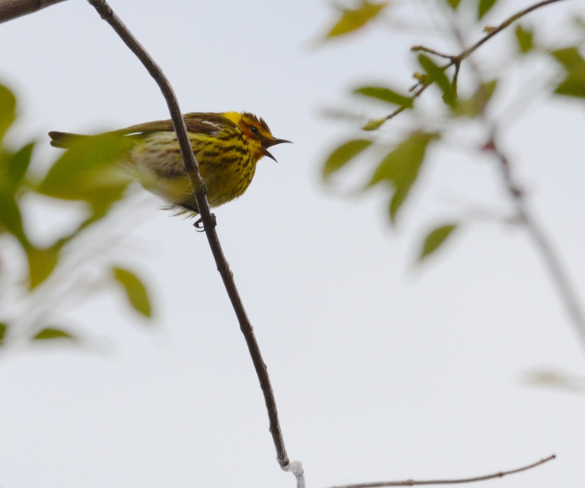 Cape May Warbler - ML126389721