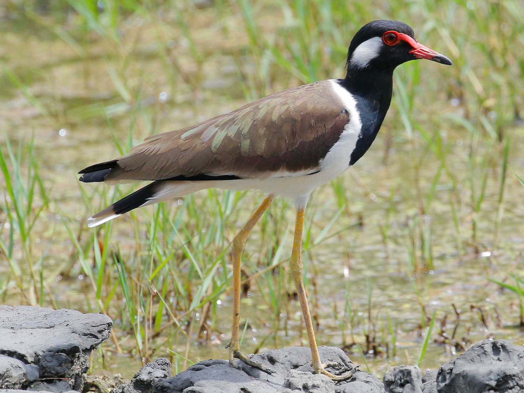 Red-wattled Lapwing - Neoh Hor Kee