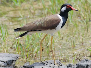  - Red-wattled Lapwing