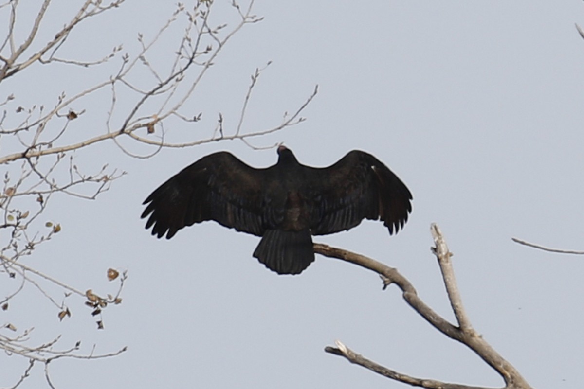 Turkey Vulture - ML126392181
