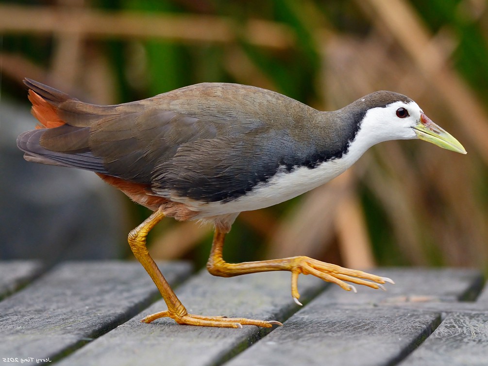 Ebird deals new jersey