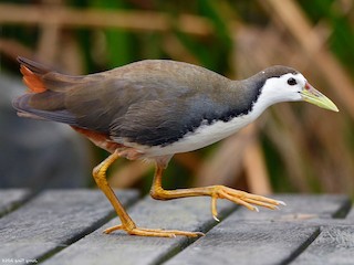  - White-breasted Waterhen