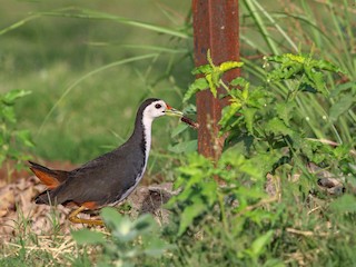  - White-breasted Waterhen