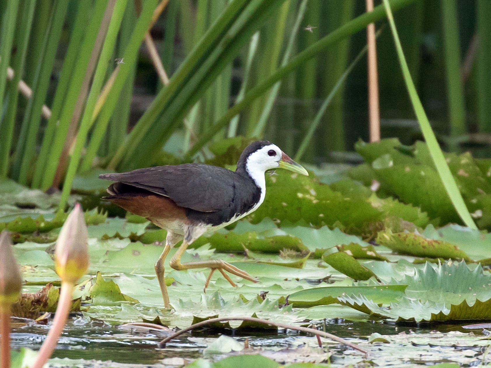 White-breasted Waterhen - Simon Best