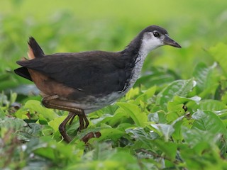  - White-breasted Waterhen
