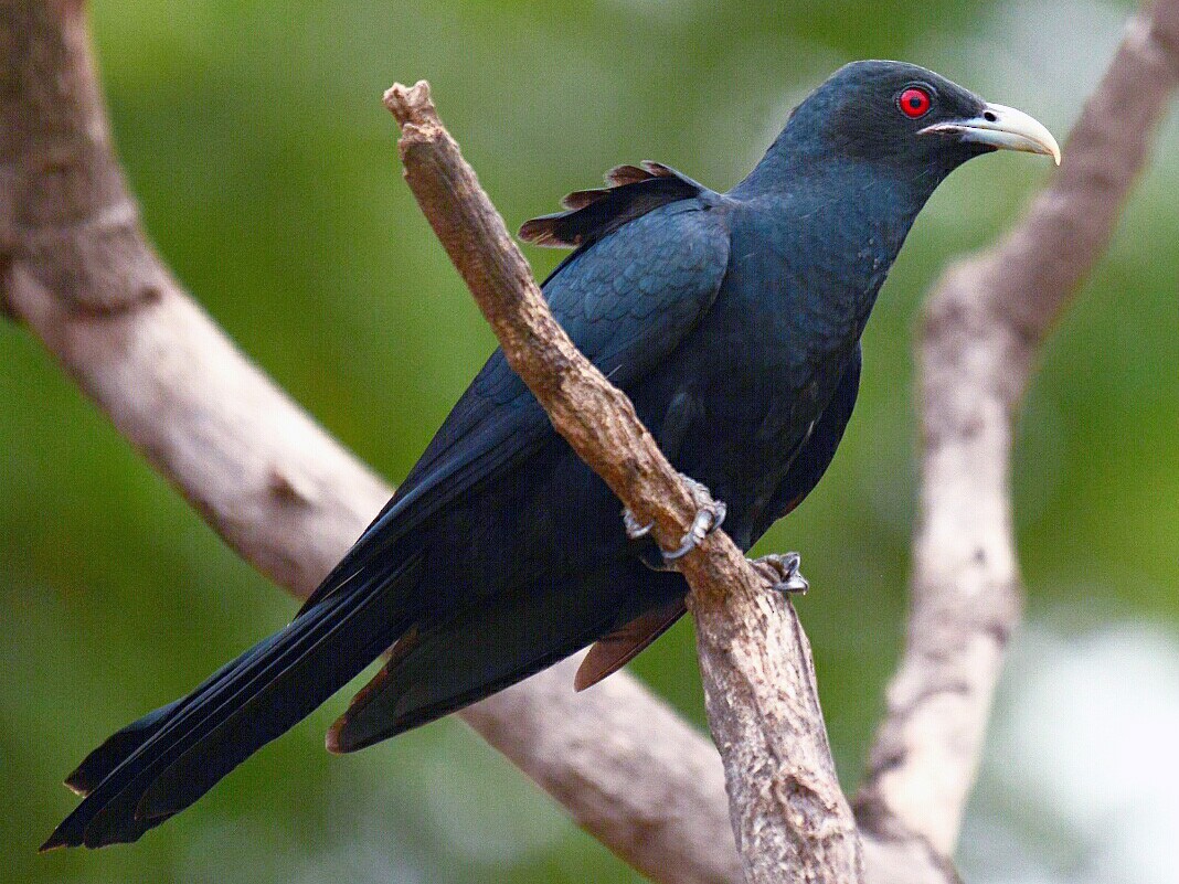 asiatisk koel - eBird