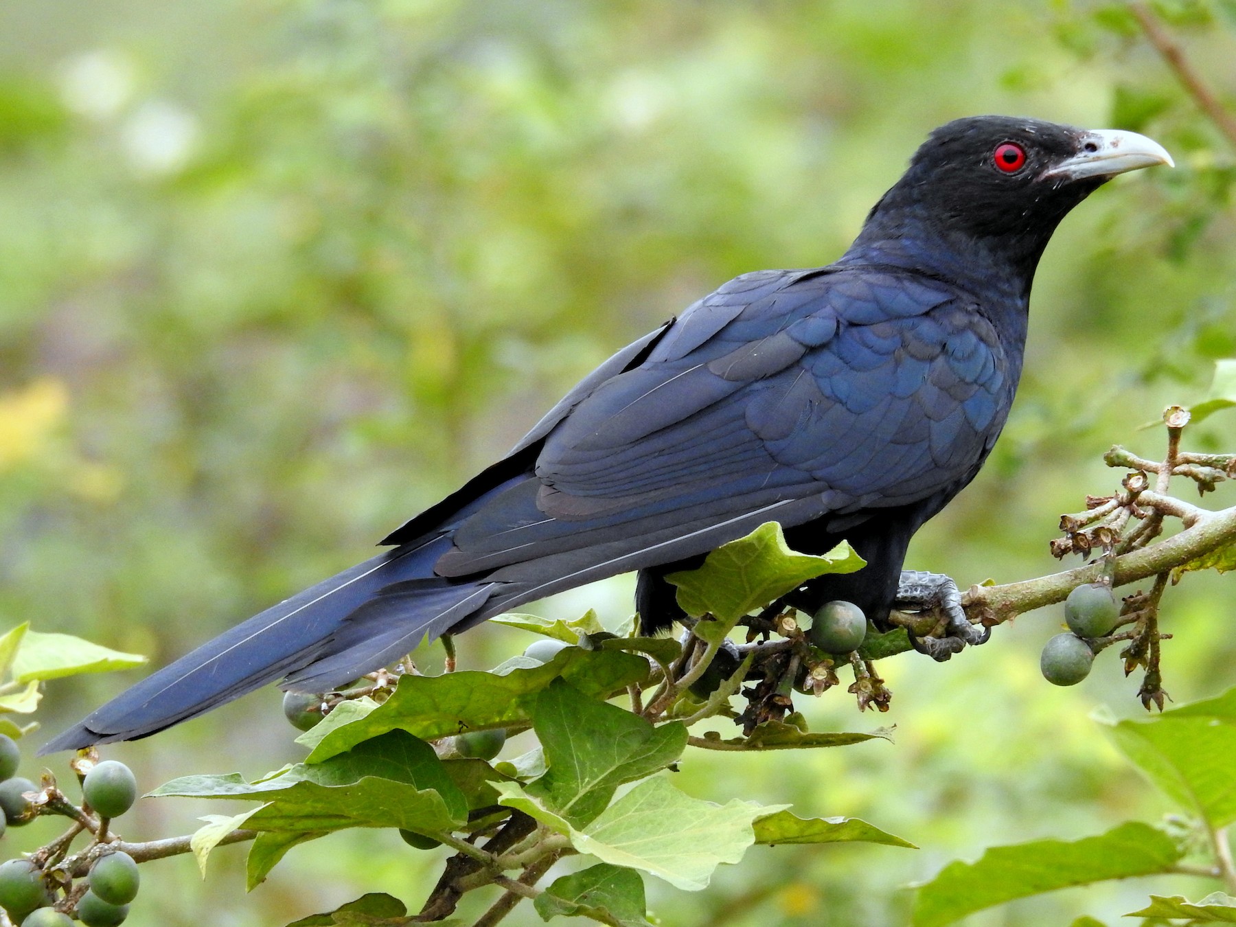 koel bird