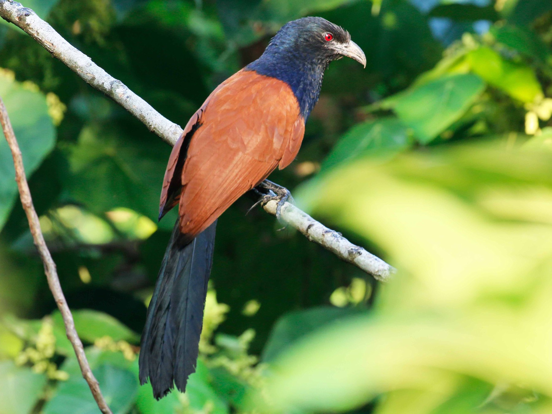 Greater Coucal - Neoh Hor Kee