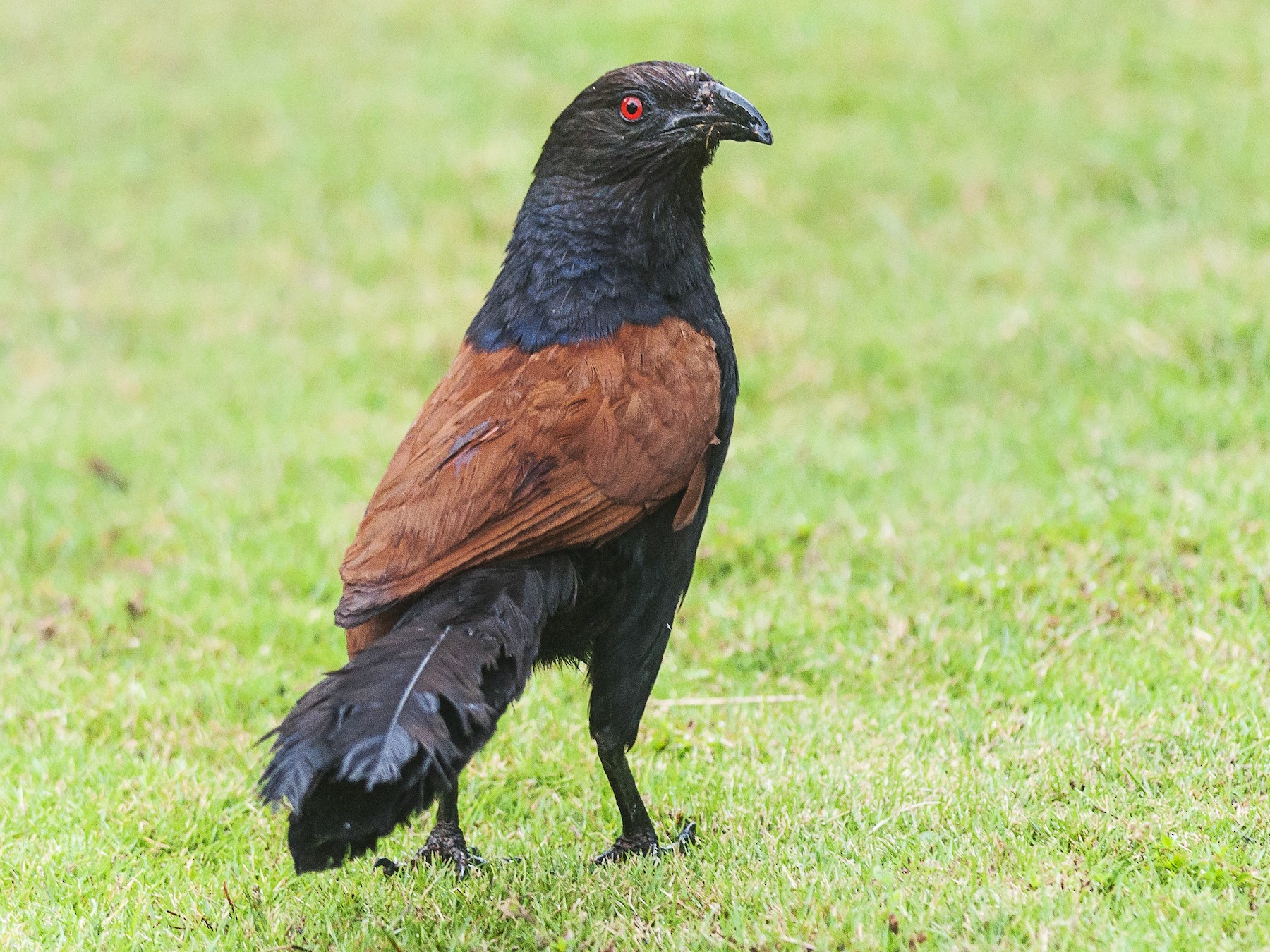 Greater Coucal - Etienne Artigau🦩