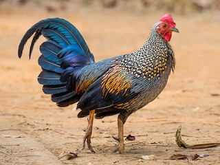  - Gray Junglefowl