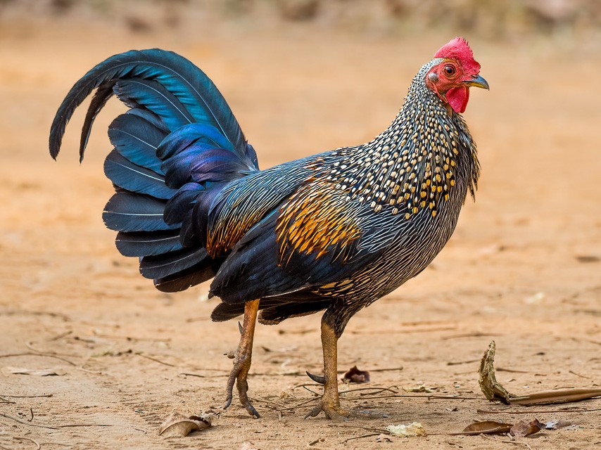 blue jungle fowl