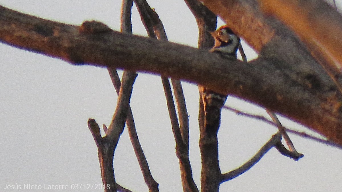 Lesser Spotted Woodpecker - Jesús Nieto