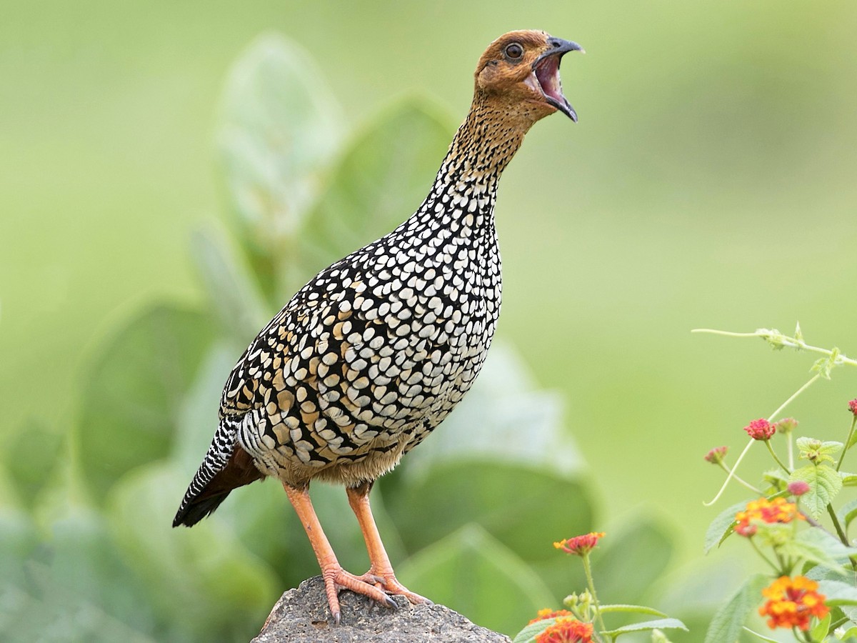 Painted Francolin - Francolinus pictus - Birds of the World