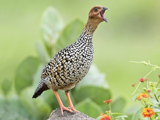  - Painted Francolin