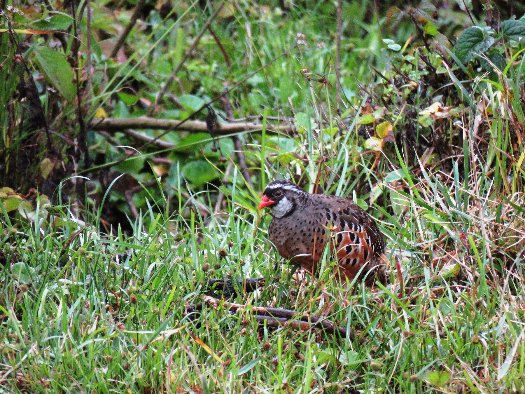 Painted Bush-Quail - eBird