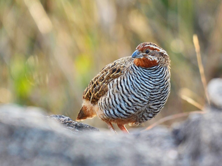 Jungle Bush-Quail - Renuka Vijayaraghavan