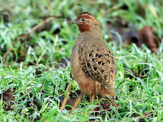  - Jungle Bush-Quail