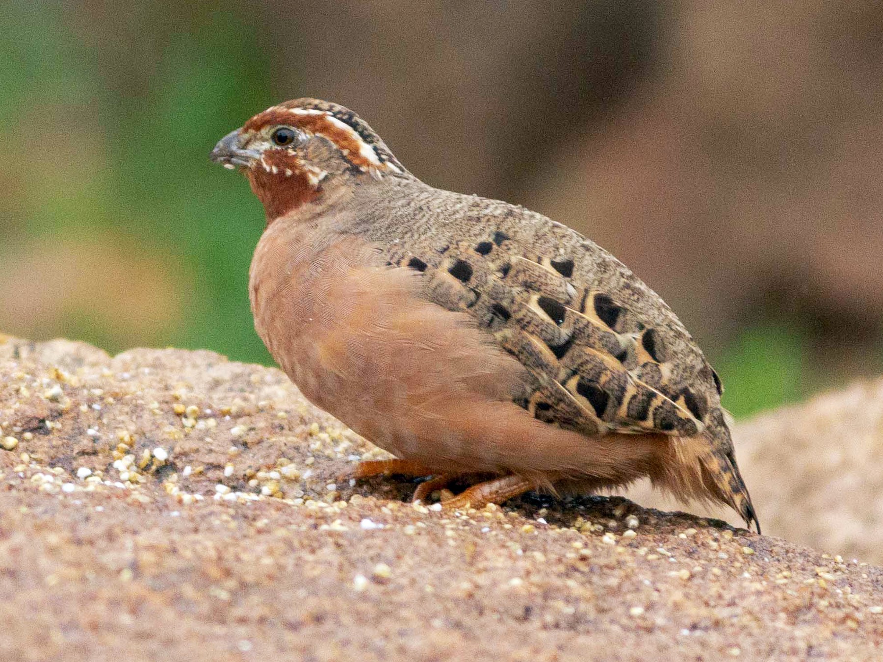 Jungle Bush-Quail - Adithya Bhat