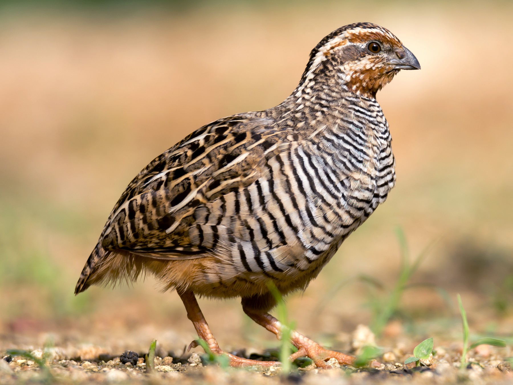 Jungle Bush-Quail - Ramesh Desai