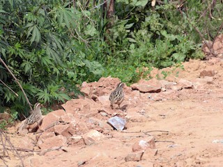  - Jungle Bush-Quail