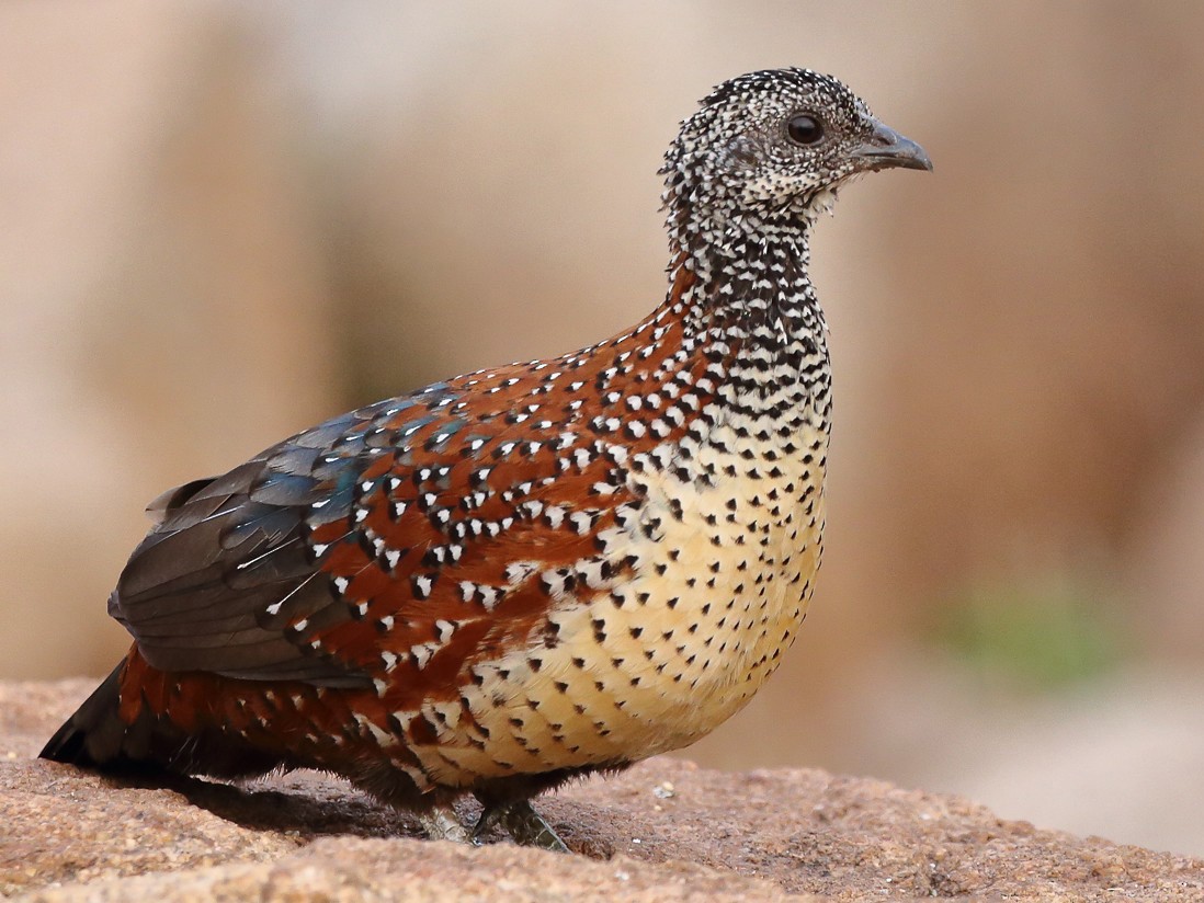 Painted Spurfowl - eBird