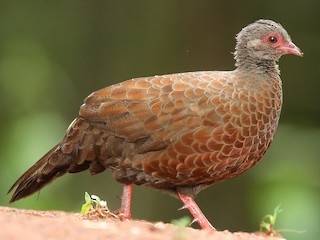 Red Spurfowl - Galloperdix spadicea - Birds of the World