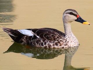 Indian Spot-billed Duck - Anas poecilorhyncha - Birds of the World