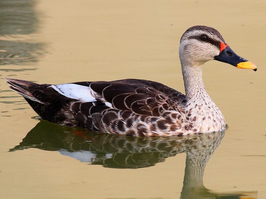 Desiduck Naked Video - Indian Spot-billed Duck - eBird