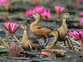  - Lesser Whistling-Duck